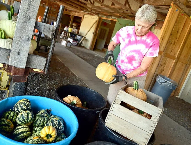 Local pumpkin growers expecting great year